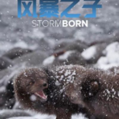 风暴之子2020
